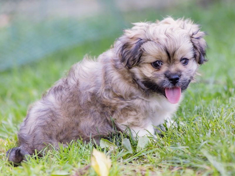 Peketese Puppies Animal Kingdom Arizona