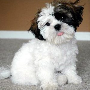 Pekingese poodle store mix for sale