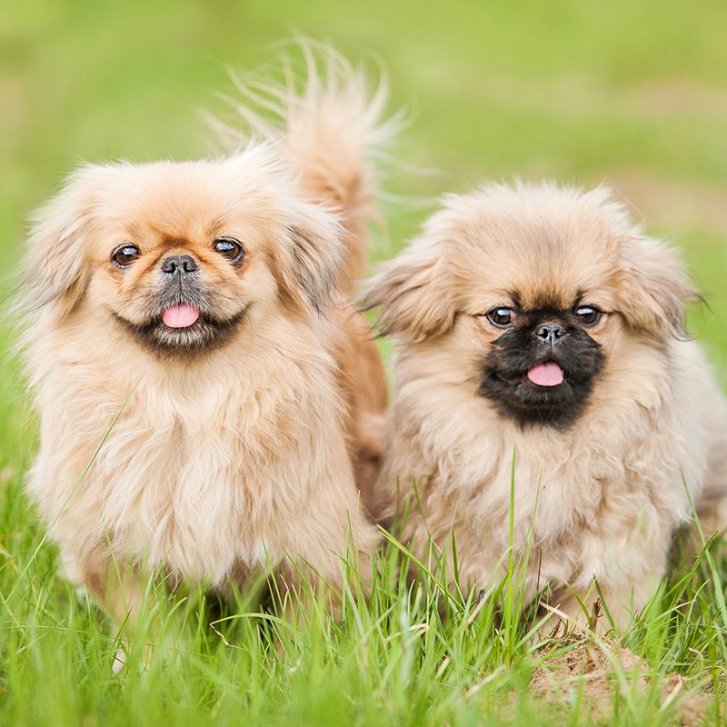 Pekingese Puppies Animal Kingdom Arizona