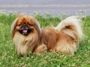 pekingese