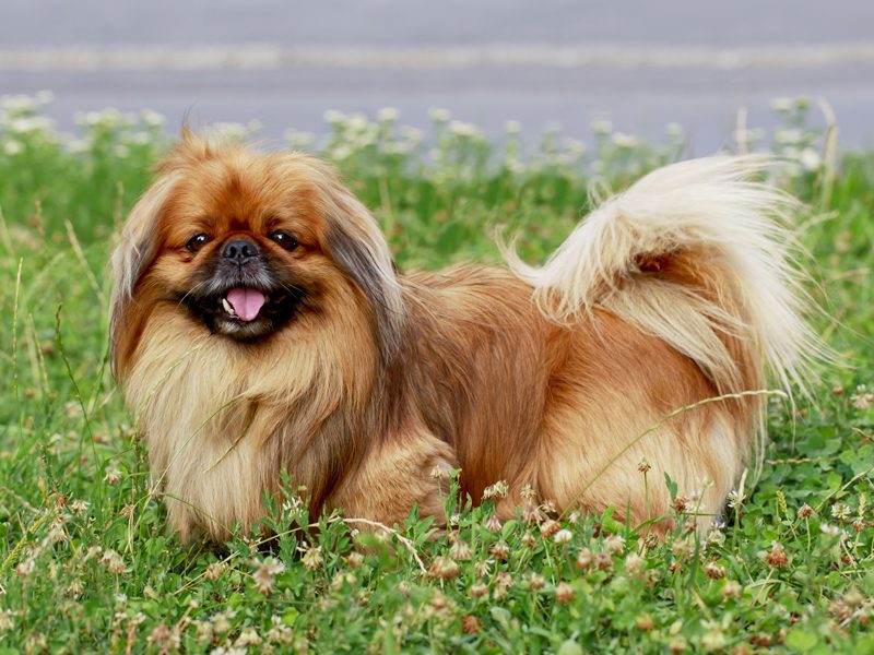 Mini pekingese store puppies for sale
