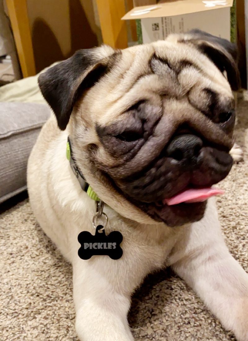 Pickles the Pug