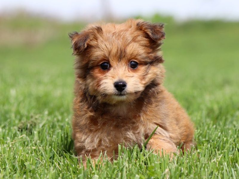 Pomapoo Puppies Animal Kingdom Arizona