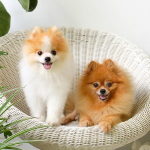 Pomeranian Puppies For Sale | Available in Phoenix & Tucson, AZ