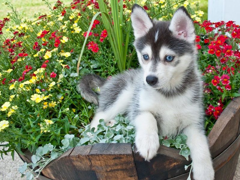 Pomsky Puppies Animal Kingdom Arizona