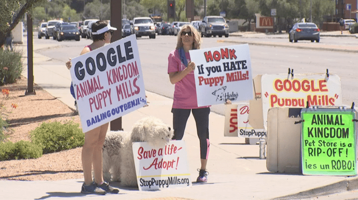 Animal Kingdom Pet Store Defends Professional Breeders. Watch the full story here. Puppies Animal Kingdom Arizona