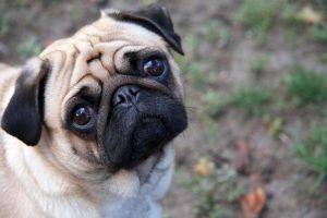 Pug Puppies For Sale Animal Kingdom Arizona