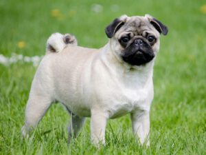 online pug dog purchase