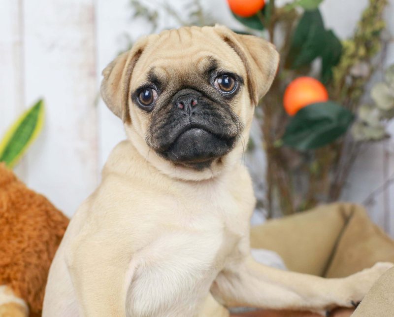 Pug Puppies Animal Kingdom Arizona