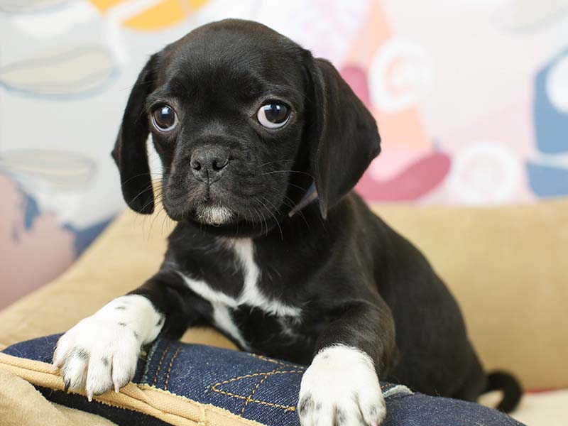 Puggle Puppies Animal Kingdom Arizona