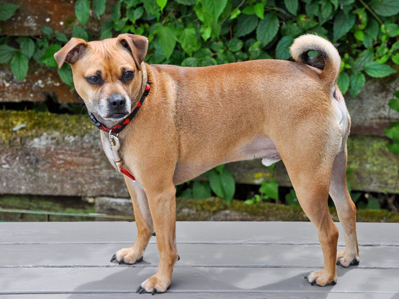 adult puggle