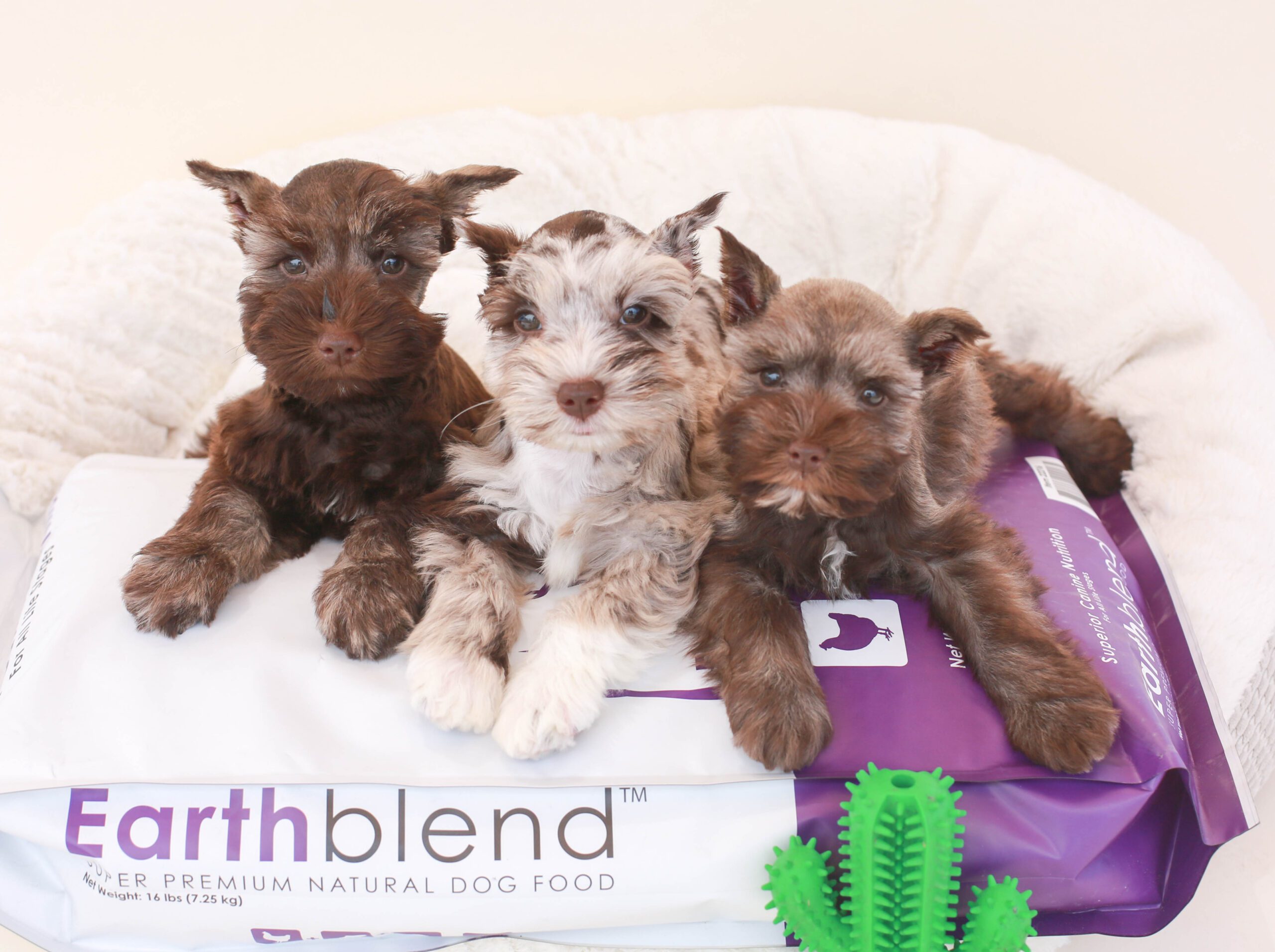 Schnauzer puppies with Earthblend bag