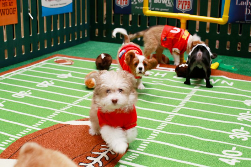 Puppy Bowl in Action