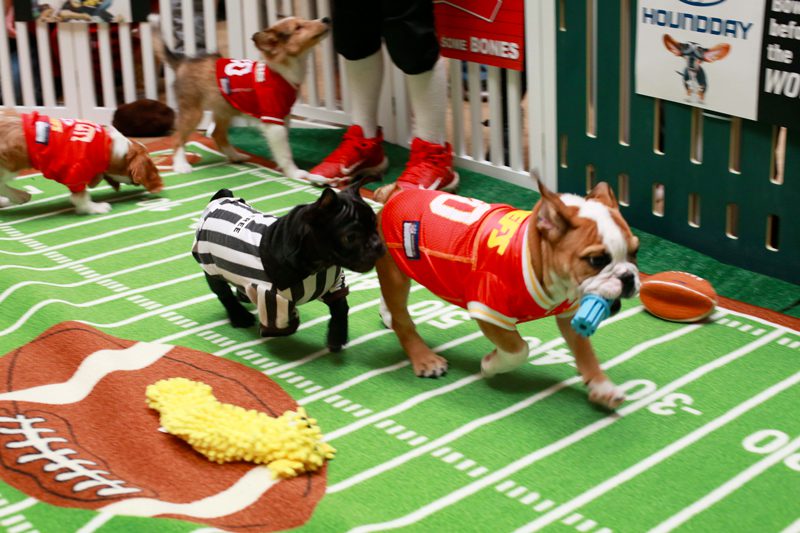 Puppy Bowl in Action