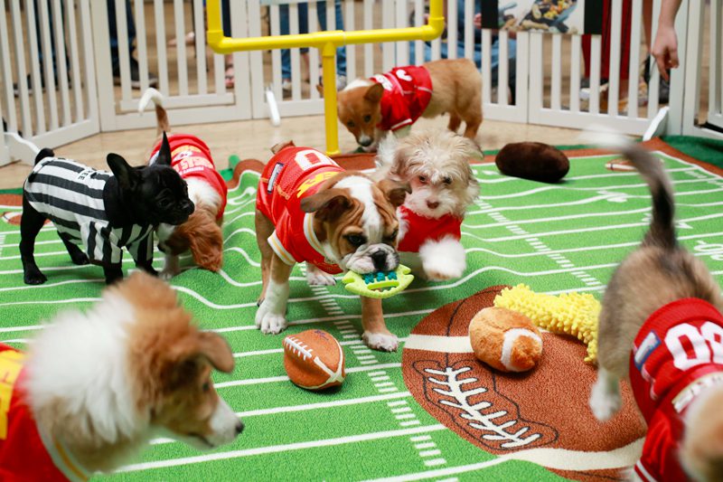 Puppy Bowl in Action