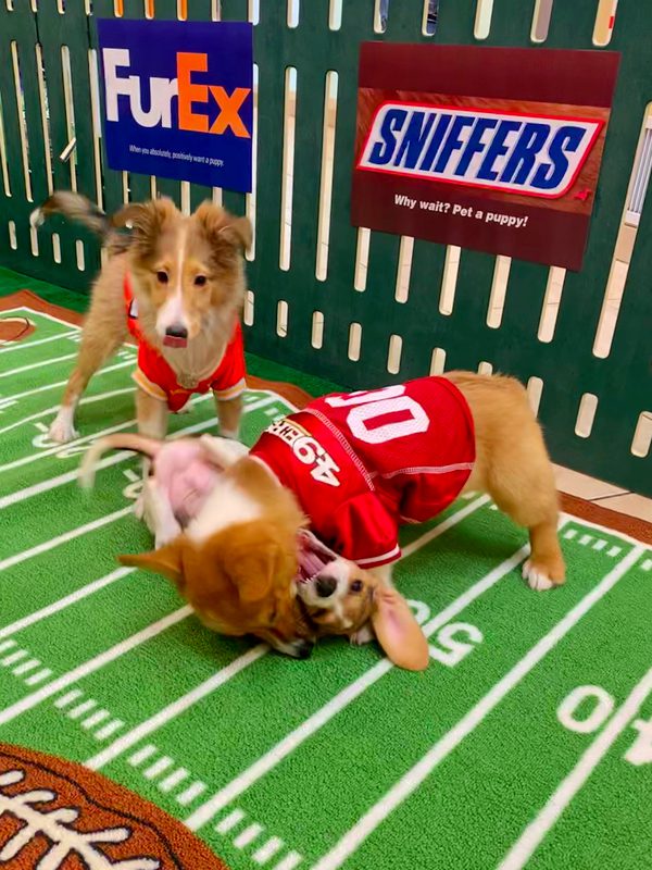 Puppy Bowl in Action