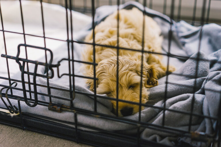 Bringing Home Your New Puppy Animal Kingdom Puppies N Love