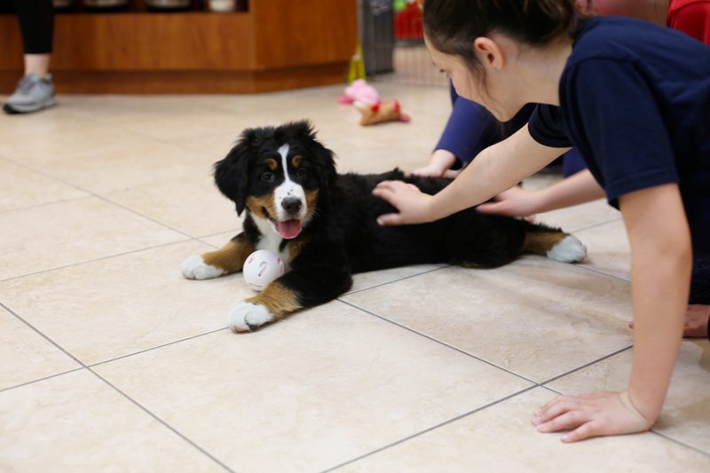 Customer socializes with a Bernese at a Puppy Party