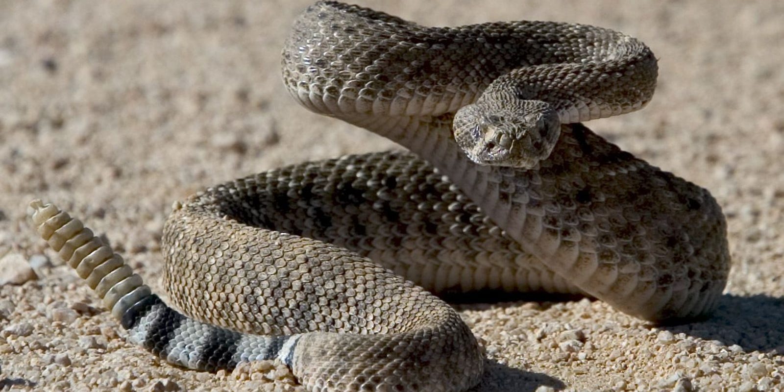 Picture of a Rattlesnake in the Desert