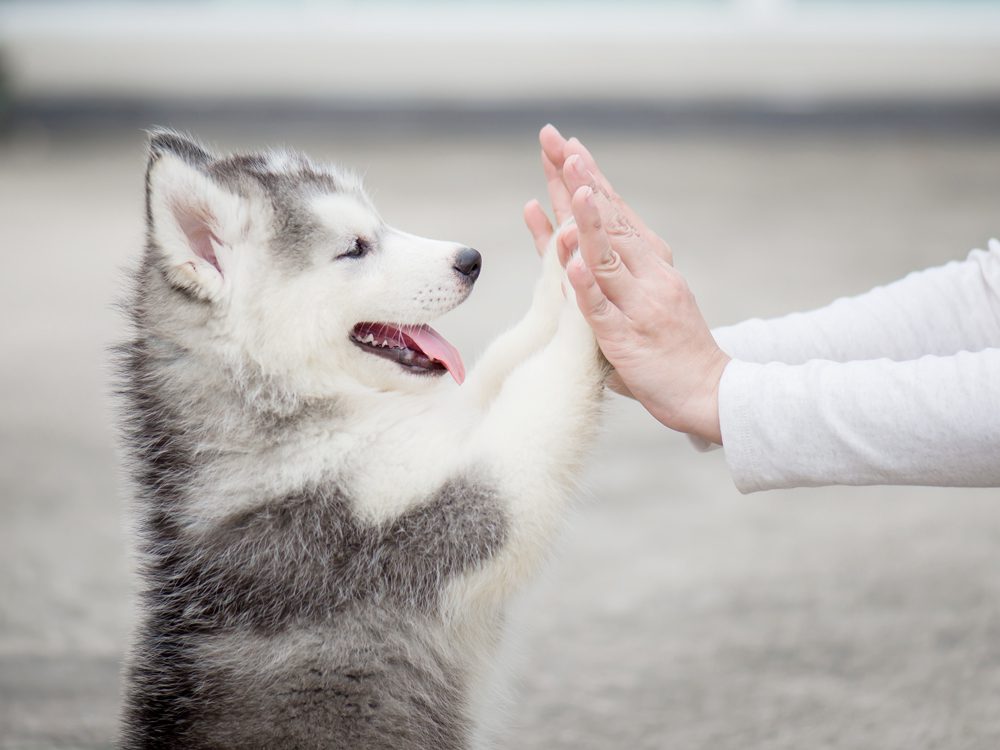 Recommended Trainers Puppies Animal Kingdom Arizona