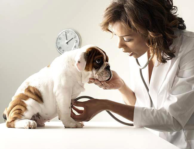 Recommended Veterinarians Puppies Animal Kingdom Arizona