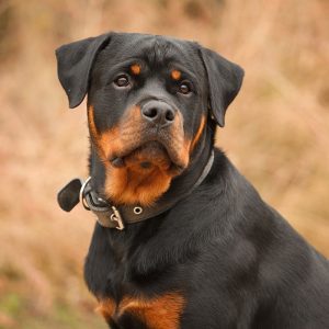 a puppy rottweiler