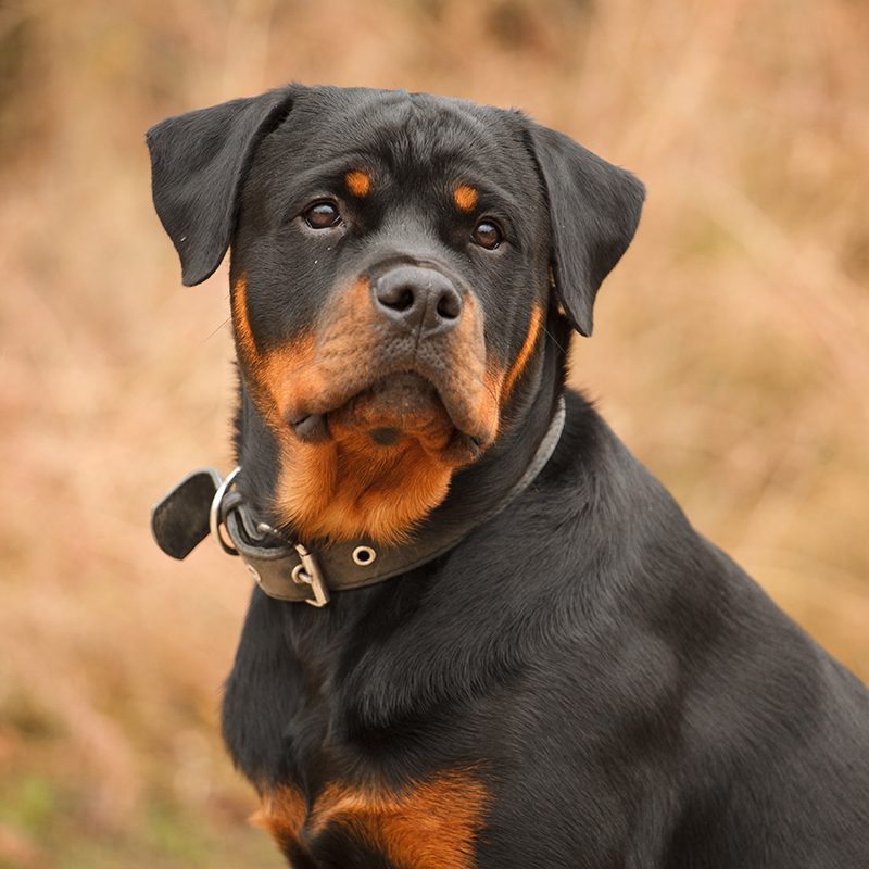 how to choose a rottweiler breeder