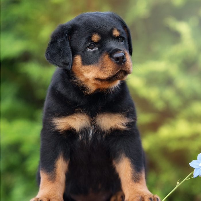 Rottweiler Puppies Animal Kingdom Arizona