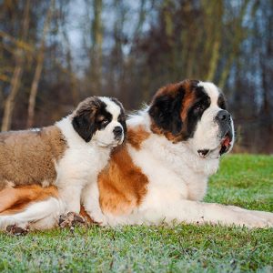 st bernard puppy