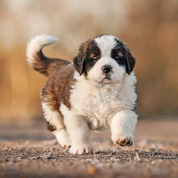 Saint Bernard Puppies Animal Kingdom Arizona