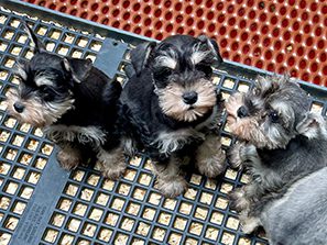 James Wagler Puppies Animal Kingdom Arizona