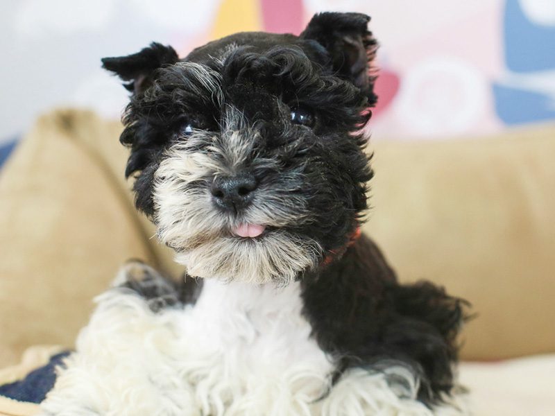 Schnoodle Puppies Animal Kingdom Arizona