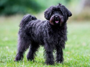 Schnoodle Puppies For Sale Animal Kingdom Arizona