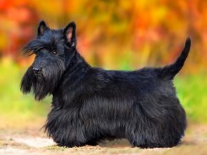 scottie dogs for adoption