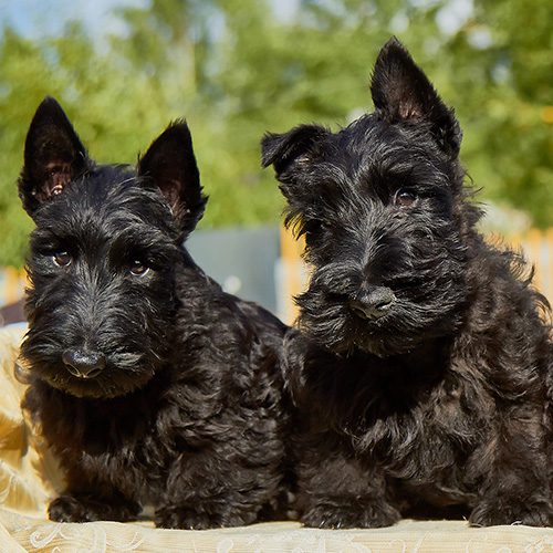 Scottish Terrier Puppies Animal Kingdom Arizona