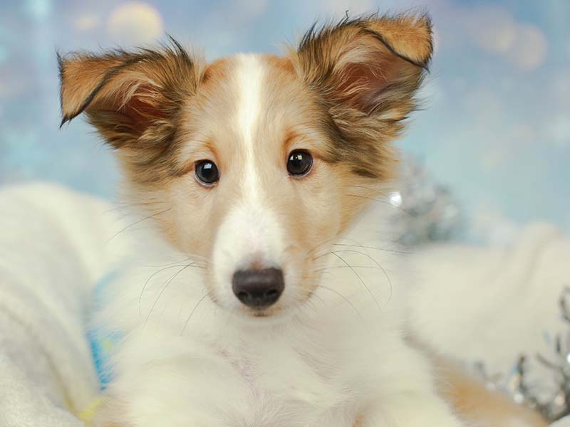 Shetland Sheepdog (Sheltie) Puppies Animal Kingdom Arizona