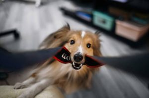 Adorable Sheltie Dog 