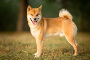 purebred shiba inu for sale