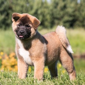 Shiba Inu Puppies For Sale Available In Phoenix And Tucson Az