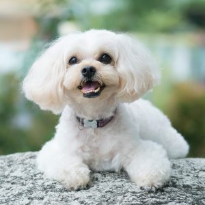 Shih Poo Puppies for sale | Available in Tucson & Phoenix, AZ