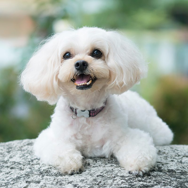 Shih Poo Puppies For Sale Available In Tucson Phoenix Az