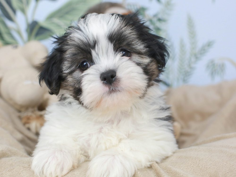 Shih Poo Puppies Animal Kingdom Arizona