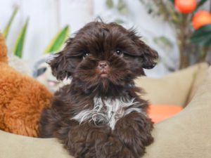 shih tzu posing for a photo