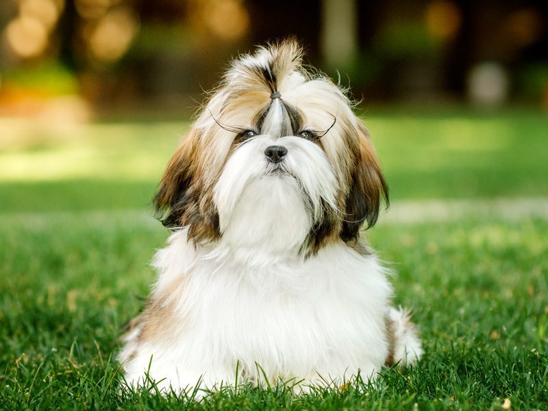 Shih Tzu Puppies For Sale | Animal Kingdom Phoenix & Tucson, AZ