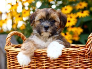 Shorkie Puppies For Sale Animal Kingdom Arizona