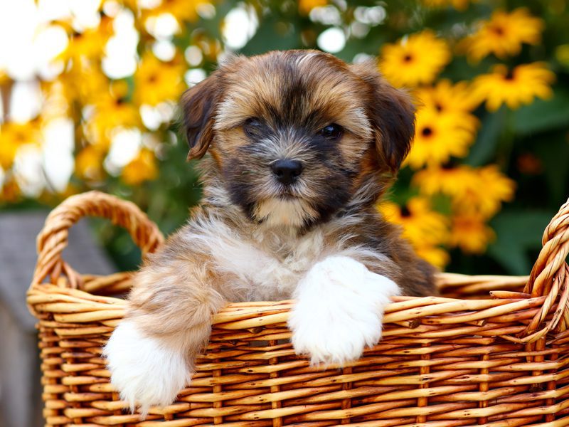 shorkie poodle mix