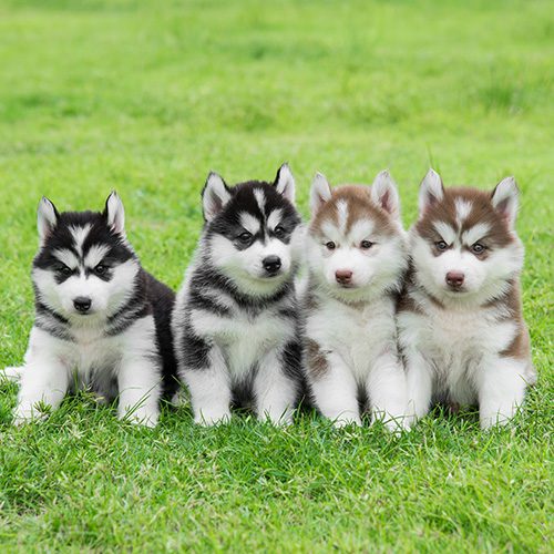 Siberian Husky Puppies Animal Kingdom Arizona