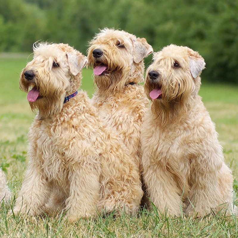 Wheaten Terrier Puppies