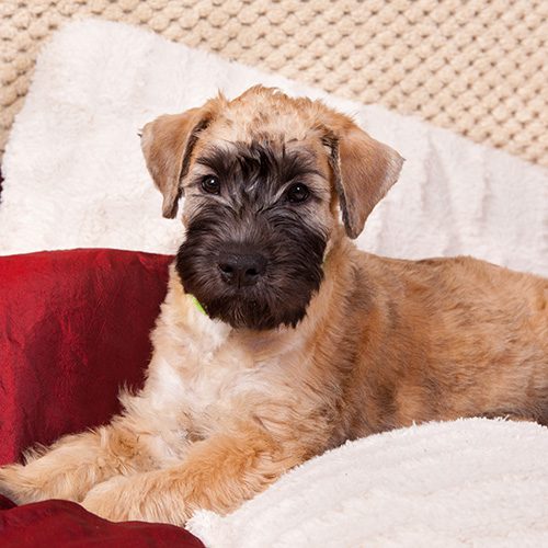 Soft Coated Wheaten Terrier Puppies Animal Kingdom Arizona