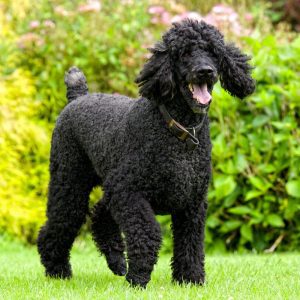 47 Best Images Black Standard Poodle Puppies For Sale Near Me : Standard Poodle Adoption Lovetoknow